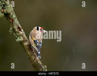 Stieglitz, gefangen im Freien während eines Regenschauers thront Stockfoto