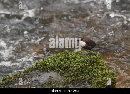 Weißer Kehlkopf, hoch oben auf Lichen-Deckgestein im Fluss. Der Bach in Kennall Vales ist ein ehemaliger Sprengstoffbruch, heute ein Naturschutzgebiet Stockfoto