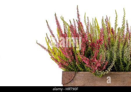 Pink und weiß Heidekraut (Calluna Vulgaris) auf weißem Hintergrund Stockfoto