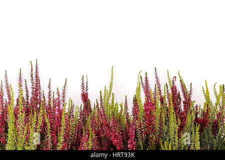 Pink und weiß Heidekraut (Calluna Vulgaris) auf weißem Hintergrund Stockfoto