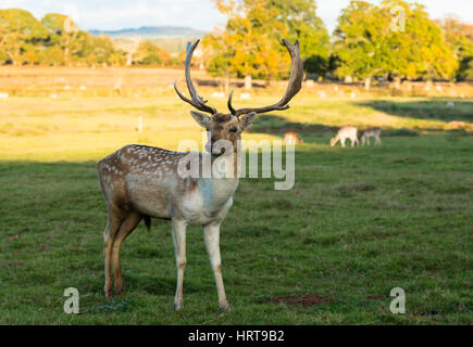 Damwild auf Powderham Castle, Devon, England. Stockfoto