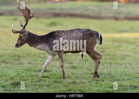 Damwild auf Powderham Castle, Devon, England. Stockfoto