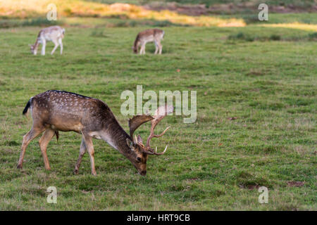 Damwild auf Powderham Castle, Devon, England. Stockfoto