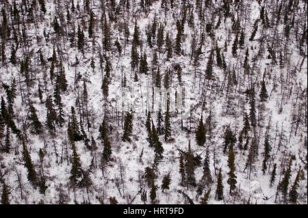 Boreal Forest, Churchill, Manitoba, Kanada Winter, Tundra, Arktis, Eis, Schnee Antenne, Baum, Hudson Bay Ökosystem Lebensraum Stockfoto