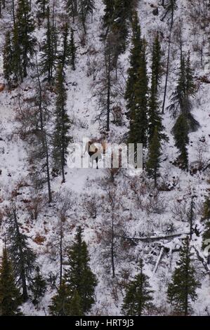 Elch im verschneiten borealen Wald, Churchill, Kanada Winter, arktischen Tundra, Eis, Säugetier, Schnee Antenne, Baum, Hudson Bay Stockfoto