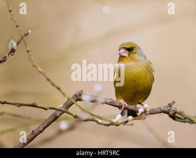 Eine männliche Grünfink (Zuchtjahr Chloris) thront auf einem Ast, Norfolk Stockfoto