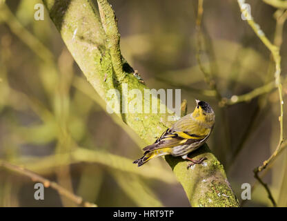 Eine männliche Erlenzeisig (Zuchtjahr Spinus) thront auf Ast, Norfolk Stockfoto