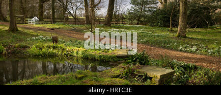 Großbritannien, England, Cheshire, Gelehrter grün, Rode Hall, Gärten, Schneeglöckchen um Eintopf Teich Ende Februar, Panorama Stockfoto