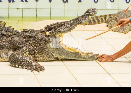 Thailand, Zoo Show der Krokodile bei Crocodile Farm Stockfoto