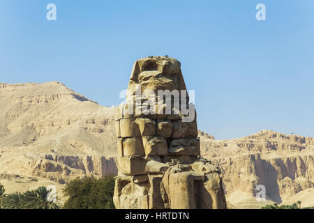 Uralte Kolosse von Memnon gegen Berge und blauer Himmelshintergrund in Luxor, Ägypten. Viele Tauben sitzen auf Statue auf der Schattenseite. Horizontale Farbe ph Stockfoto