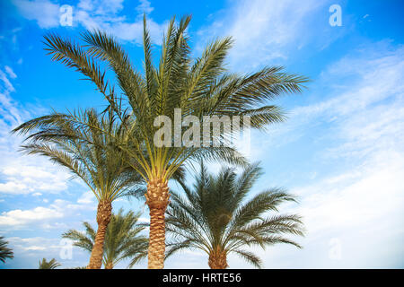 Wunderschöne Natur Hintergrund. Spitzen der grünen sonnige Palmen gegen strahlend blauen Himmel mit weißen Wolken. Horizontale Farbe Foto geschossen bei Sonnenuntergang. Stockfoto