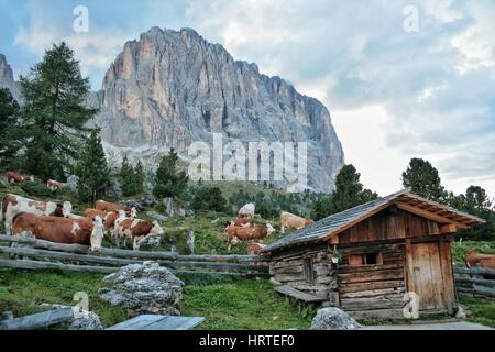 Herde der Kühe in den Dolomiten Stockfoto