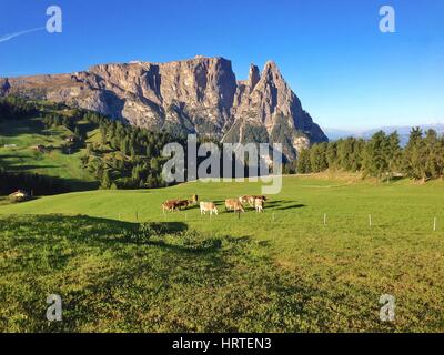 Kühe Aegaeischen vor Schlern an einem sonnigen Morgen Stockfoto