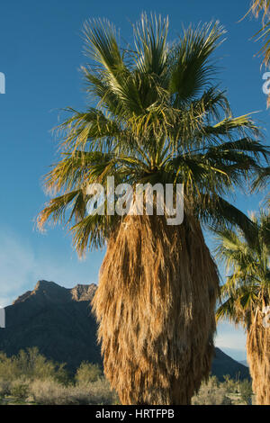 Kalifornien, Palmen, (Washingtonia Filifera) Native Fächerpalme des California Wüste, Anza Borrego Desert State Park, Kalifornien, dawn Stockfoto