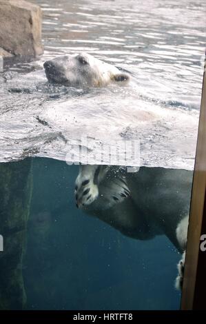 Eisbär im Wasser schwimmen Stockfoto
