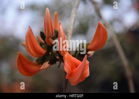 Butea Monosperma, ist auch bekannt als "Flamme des Waldes" in voller Blüte an einem Baum in Dhaka, Bangladesh. Butea Monosperma ist eine Art von Butea native t Stockfoto