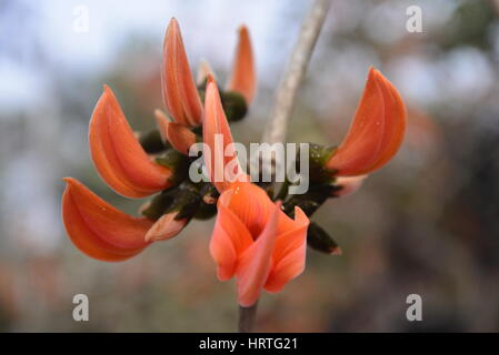 Butea Monosperma, ist auch bekannt als "Flamme des Waldes" in voller Blüte an einem Baum in Dhaka, Bangladesh. Butea Monosperma ist eine Art von Butea native t Stockfoto