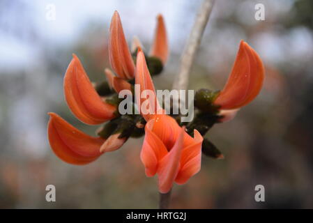 Butea Monosperma, ist auch bekannt als "Flamme des Waldes" in voller Blüte an einem Baum in Dhaka, Bangladesh. Butea Monosperma ist eine Art von Butea native t Stockfoto