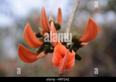 Butea Monosperma, ist auch bekannt als "Flamme des Waldes" in voller Blüte an einem Baum in Dhaka, Bangladesh. Butea Monosperma ist eine Art von Butea native t Stockfoto