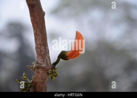 Butea Monosperma, ist auch bekannt als "Flamme des Waldes" in voller Blüte an einem Baum in Dhaka, Bangladesh. Butea Monosperma ist eine Art von Butea native t Stockfoto