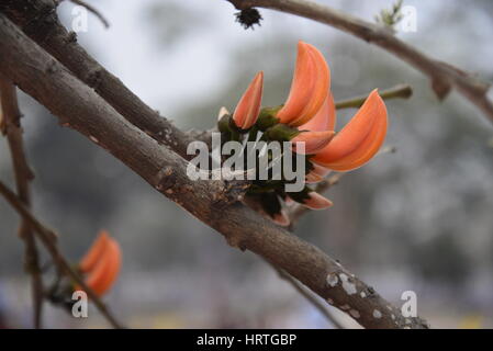 Butea Monosperma, ist auch bekannt als "Flamme des Waldes" in voller Blüte an einem Baum in Dhaka, Bangladesh. Butea Monosperma ist eine Art von Butea native t Stockfoto