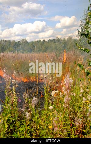 Feuer in den Hain. Adobe RGB Stockfoto