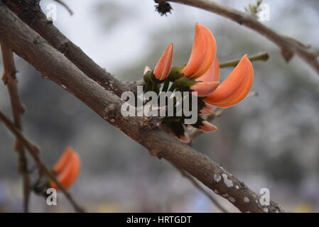 Butea Monosperma, ist auch bekannt als "Flamme des Waldes" in voller Blüte an einem Baum in Dhaka, Bangladesh. Butea Monosperma ist eine Art von Butea native t Stockfoto