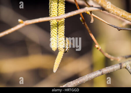 Bestäubung durch Bienen Ohrringe Haselnuss. Blühende Hasel Haselnuss. Hazel Kätzchen auf Zweigen Stockfoto