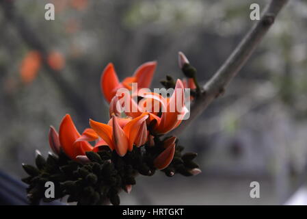 Butea Monosperma, ist auch bekannt als "Flamme des Waldes" in voller Blüte an einem Baum in Dhaka, Bangladesh. Butea Monosperma ist eine Art von Butea native t Stockfoto