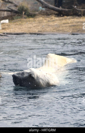 Eisbär im Wasser schwimmen Stockfoto