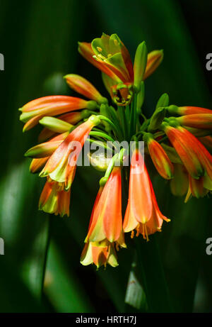 Blumen im Botanischen Garten von Melbourne Stockfoto