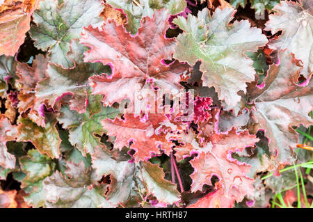 Heuchera 'Crimson Curls'. Stockfoto