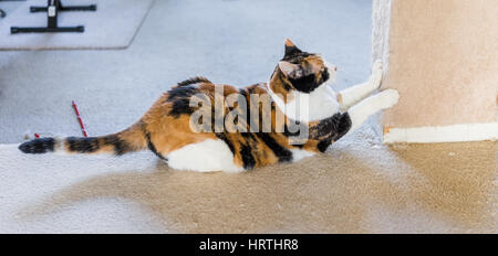 Calico Katze kratzen Nägel auf Kratzer Post Seitenprofil Stockfoto