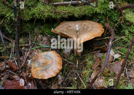 Lactarius deliciosus Stockfoto