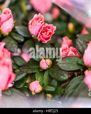 Rosa Azalee Blumen im Strauß Makro Stockfoto