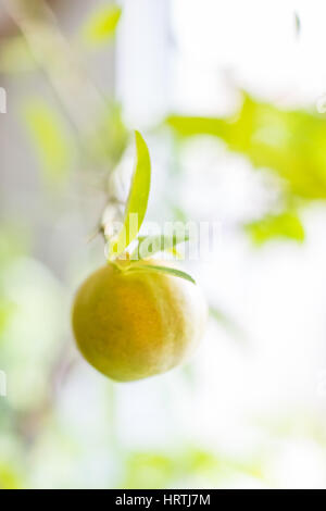 Haben Anlage mit Zitrusfrüchten und Blätter Stockfoto