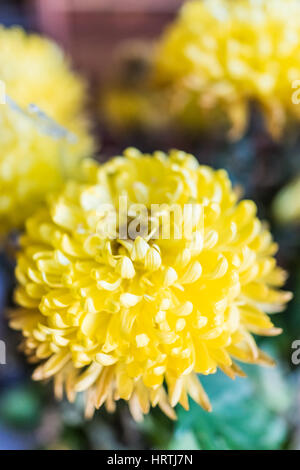 Große gelbe Chrysantheme Blumen Makro Nahaufnahme Stockfoto