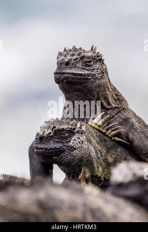 Zwei Meerechsen (Amblyrhynchus Cristatus) Wachen in der Nähe des Ozeans auf den Galapagos-Inseln, Ecuador. Stockfoto