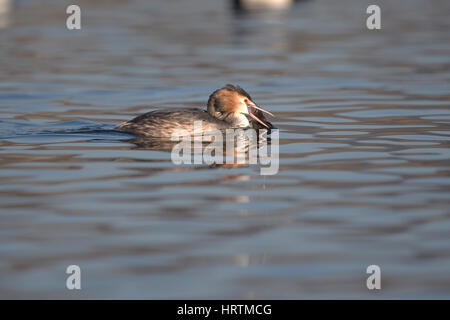 Haubentaucher (Podiceps Cristatus) Stockfoto