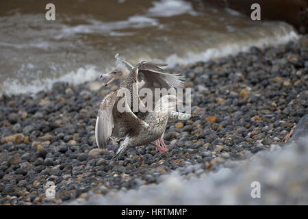 Große schwarz-unterstützte Möve (Larus Marinus) Stockfoto