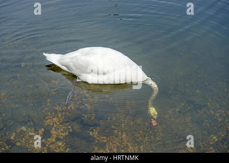 Höckerschwan mit Kopf unter Wasser Stockfoto