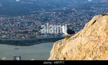 Möwen von Ifach, Calpe, Spanien Stockfoto