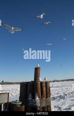 Dramatische Bilder von Seagalls fliegen nach einem Schneesturm in Alexandria, Virginia. Januar 2016. Stockfoto