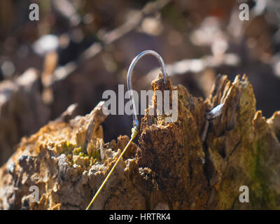 die Angelhaken stecken in einem Stück Holz Stockfoto