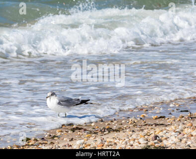 Möwe am Strand mit dem Meer Rollen Stockfoto