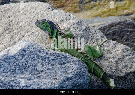 Eidechse in Key West Florida Stockfoto