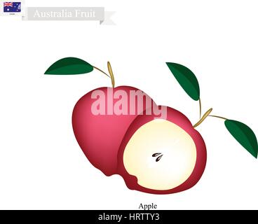 Australien-Frucht, Illustration von rotem Apfel. Die nationale Frucht von Australien. Stock Vektor