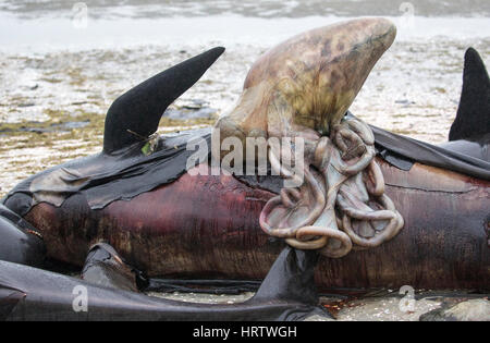 200 Tote lange Fin Grindwale gestrandet am Strand von Farewell Spit, Südinsel, neue Zealand.After Tod, Druck aufbaut und sie "explodieren". Stockfoto