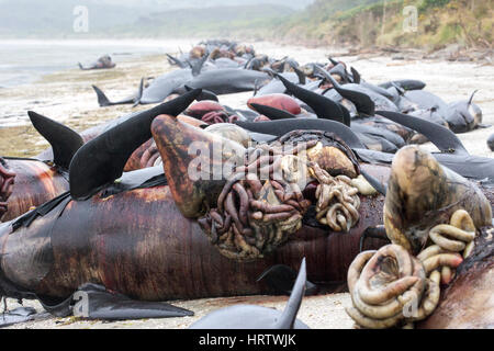 200 Tote lange Fin Grindwale gestrandet am Strand von Farewell Spit, Südinsel, neue Zealand.After Tod, Druck aufbaut und sie "explodieren". Stockfoto