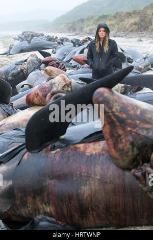 200 Tote lange Fin Grindwale gestrandet am Strand von Farewell Spit, Südinsel, neue Zealand.After Tod, Druck aufbaut und sie "explodieren". Stockfoto